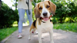 Close up photo of young woman walking with Beagle dog.