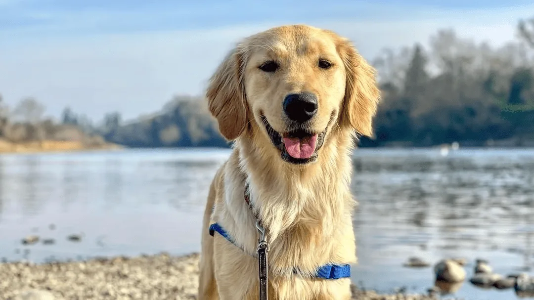 Photo by Good As Goldens provided by Visit Rancho Cordova.