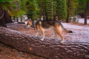 hiking at Mammoth California in the fall