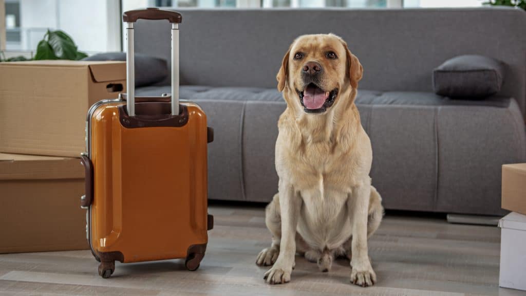 Labrador sitting next to a suitcase.