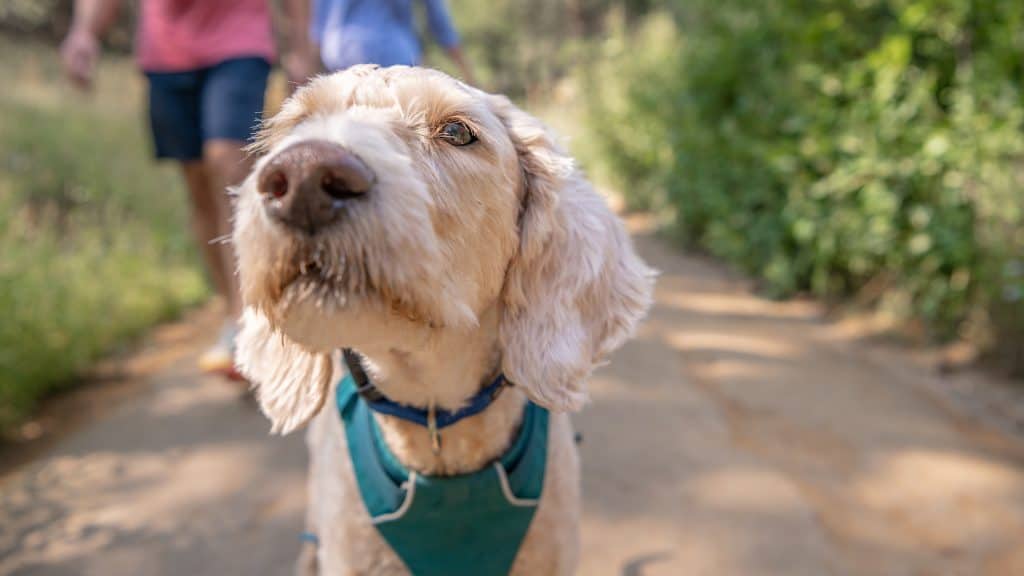 A beautiful dog comes up close to the camera while on a hike