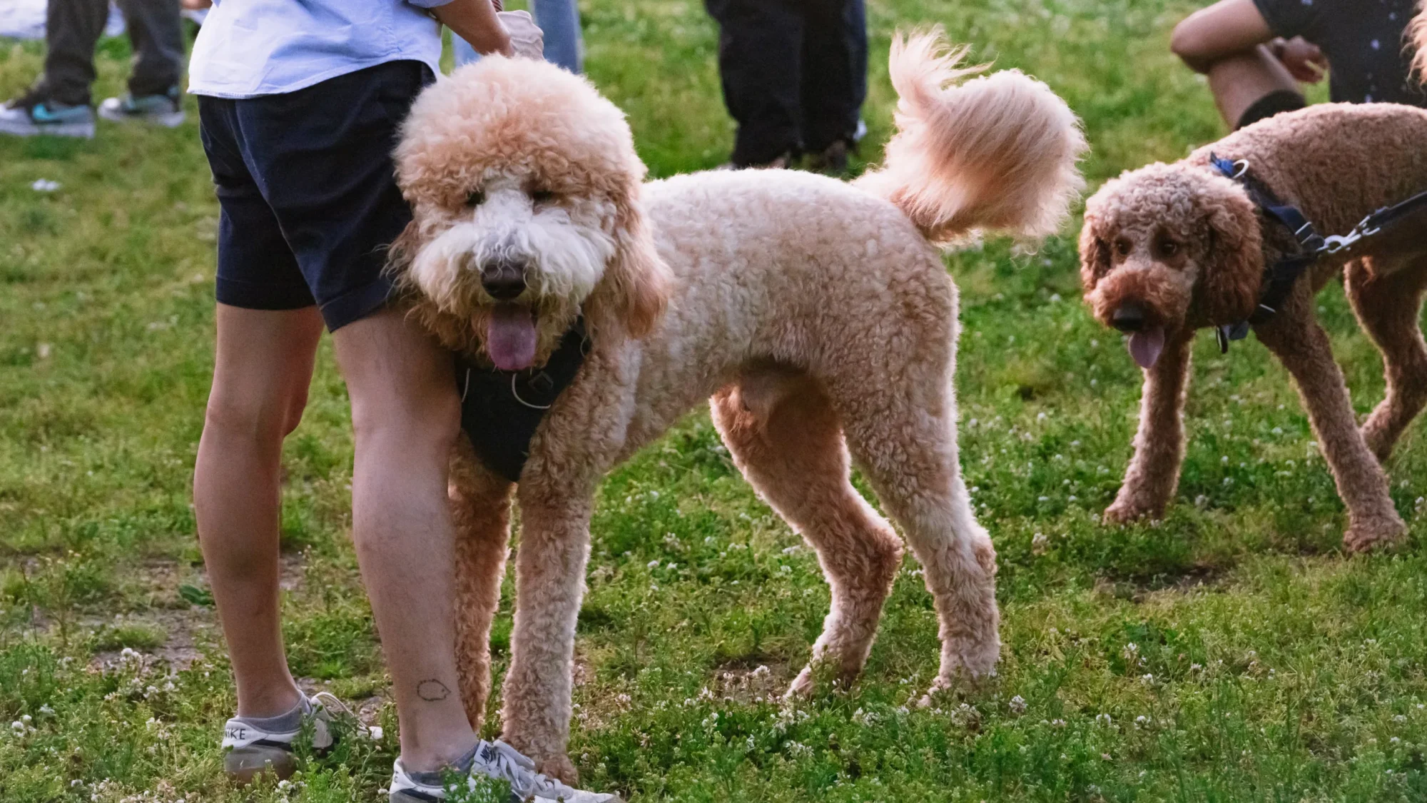 Poodles playing