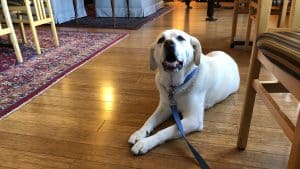 Yellow lab lies on wood floor at the Stanford Inn.