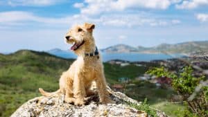 terrier sits on a rock with mountains behind.