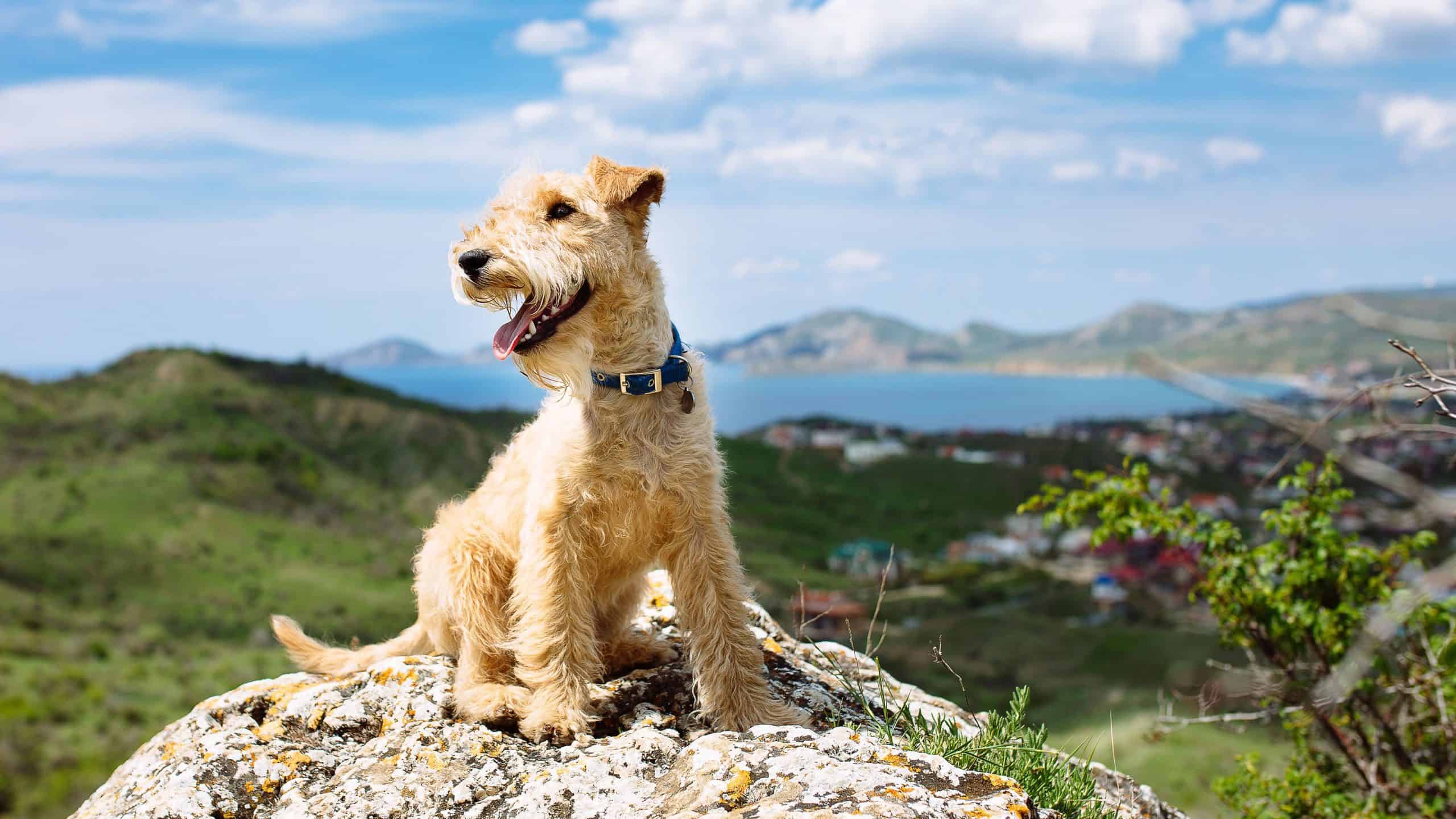 terrier sits on a rock with mountains behind.