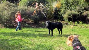 young girl on grass with 2 dogs.
