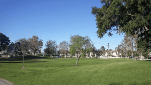 Grassy area with trees at Centennial Park.