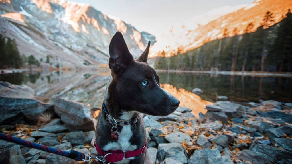 Dog sits in front of a beautiful lake with mountains behind it.