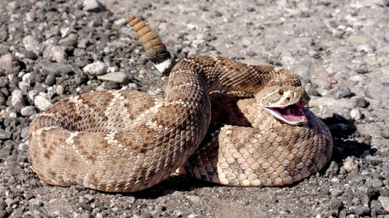 Rattlesnake advisory summer 2023