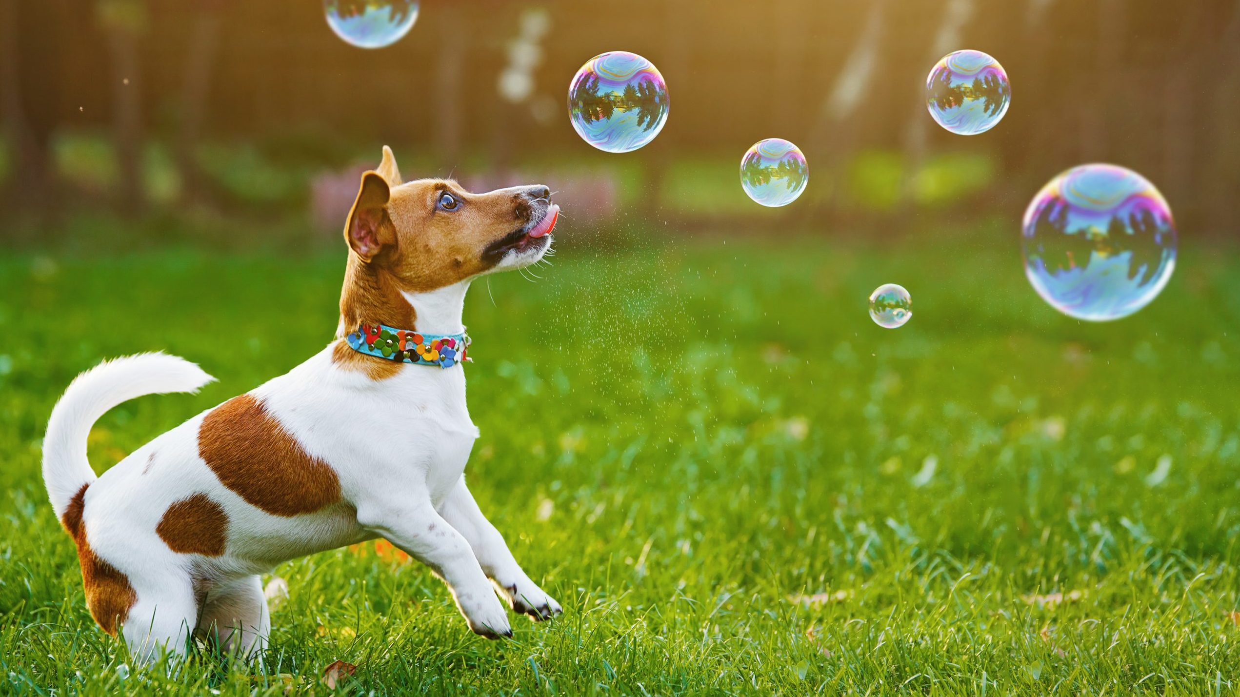 In a lush grassy field, a small dog with mottled brown and white fur eagerly leaps and twists in pursuit of delicate soap bubbles drifting through the air. Beside this lively scene, the California pet owner's guide advises keeping your furry friends safe during sunny outings. The dog sports a vibrant collar, its colors bright against the backdrop of green grass, highlighting its joyful energy and ensuring it remains easily visible as it frolics about.