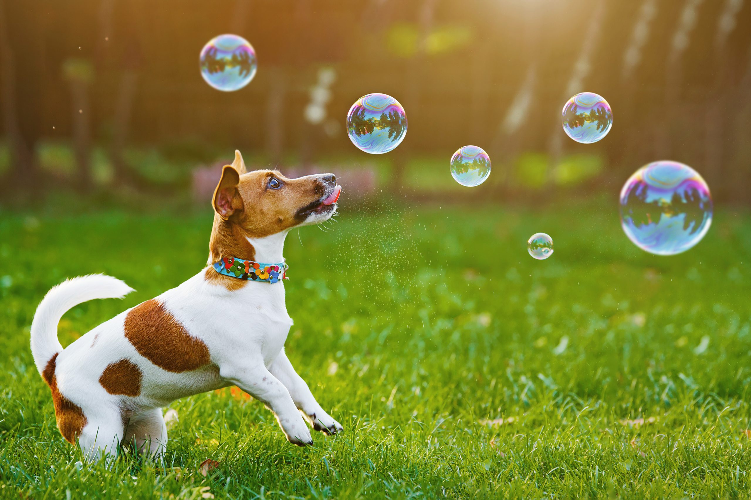 In a lush grassy field, a small dog with mottled brown and white fur eagerly leaps and twists in pursuit of delicate soap bubbles drifting through the air. Beside this lively scene, the California pet owner's guide advises keeping your furry friends safe during sunny outings. The dog sports a vibrant collar, its colors bright against the backdrop of green grass, highlighting its joyful energy and ensuring it remains easily visible as it frolics about.