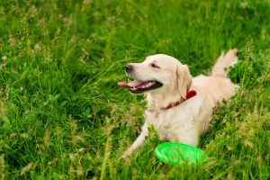 A golden retriever with a red collar lies in the grassy field.