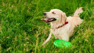 A golden retriever with a red collar lies in the grassy field.