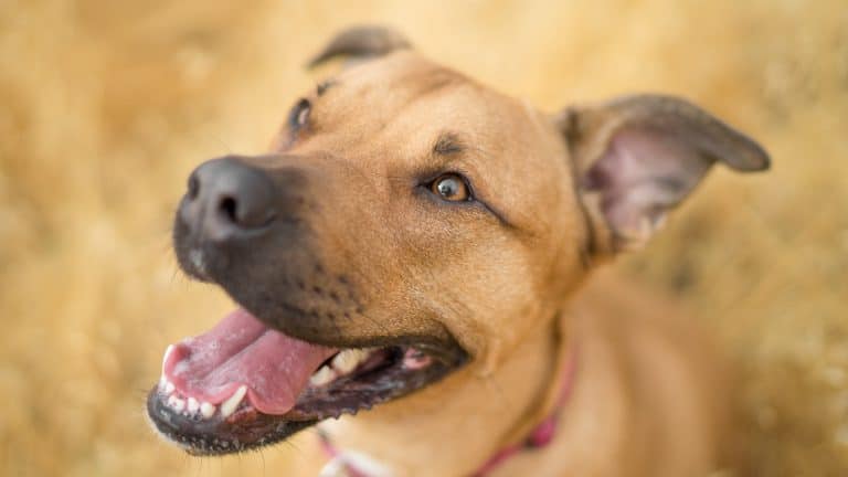 tan dog in brown grass