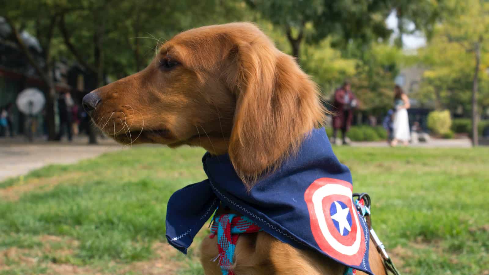 dog wearing superhero bandana