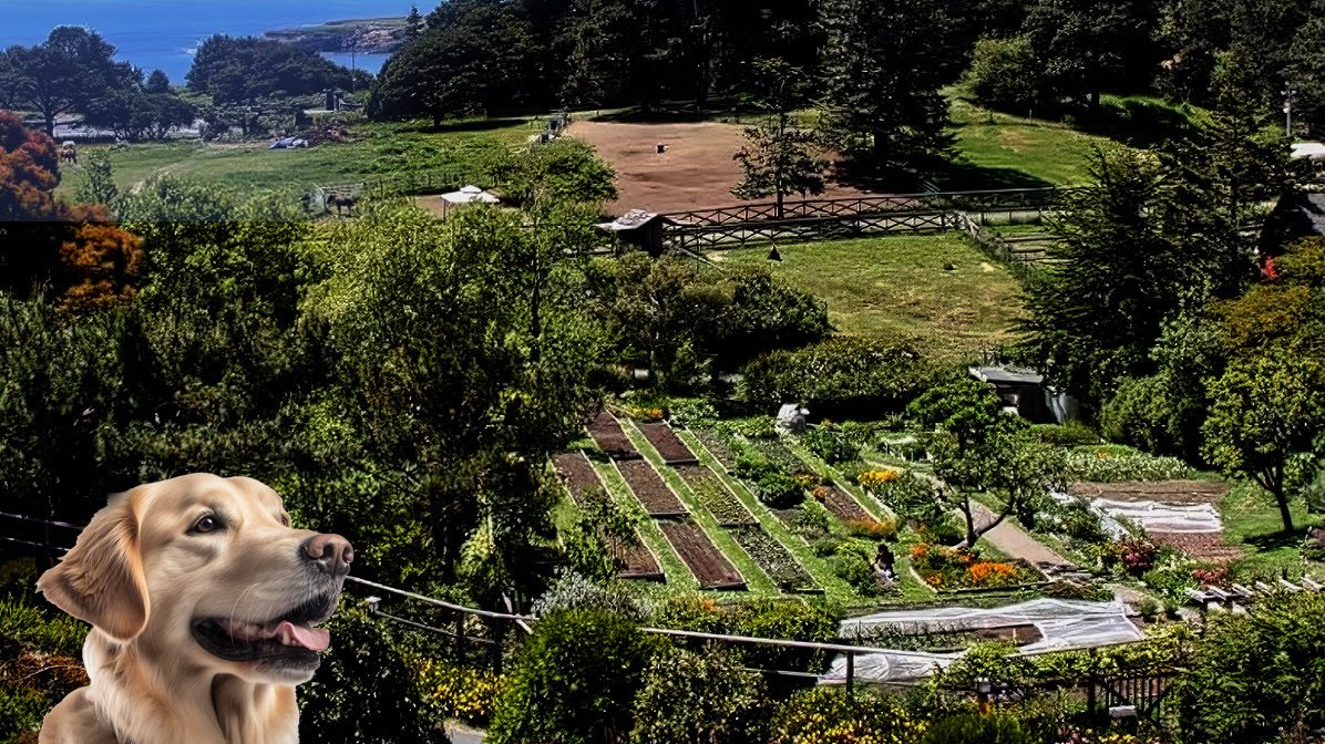 A golden retriever is standing in front of a garden at Stanford Inn with a view of the ocean.