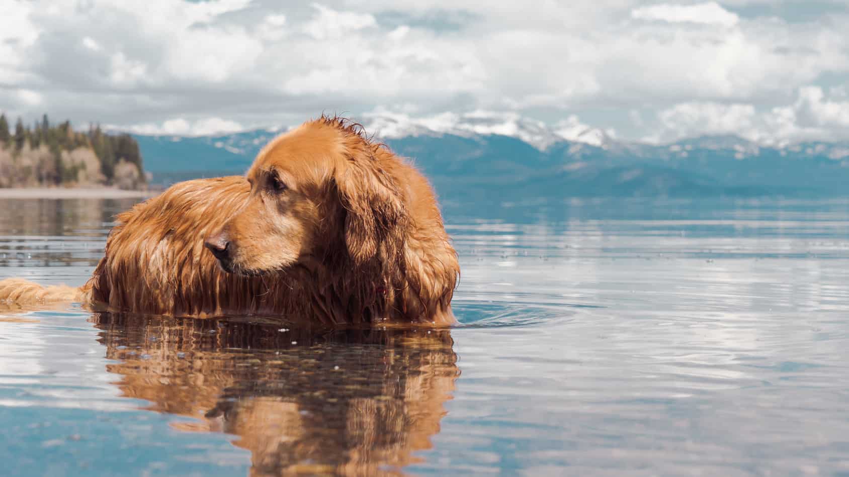 A golden retriever swims in Lake Tahoe