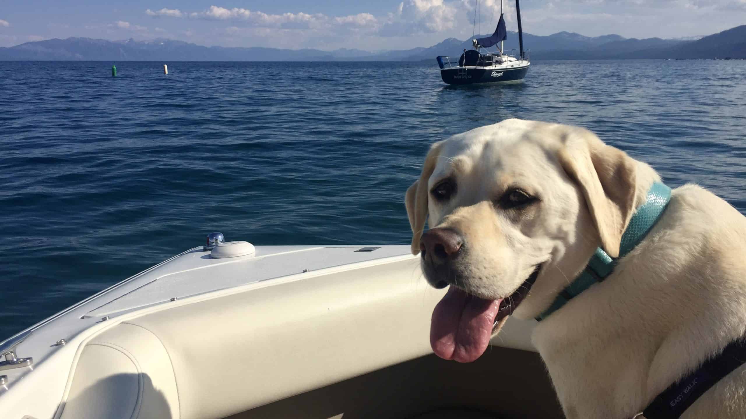 A Labrador Retriever sits at the front of a small boat on Lake Tahoe. The dog faces the camera with its tongue out. In the background, mountains and a sailboat are visible under a partly cloudy sky. This peaceful setting highlights options for local boat rentals.