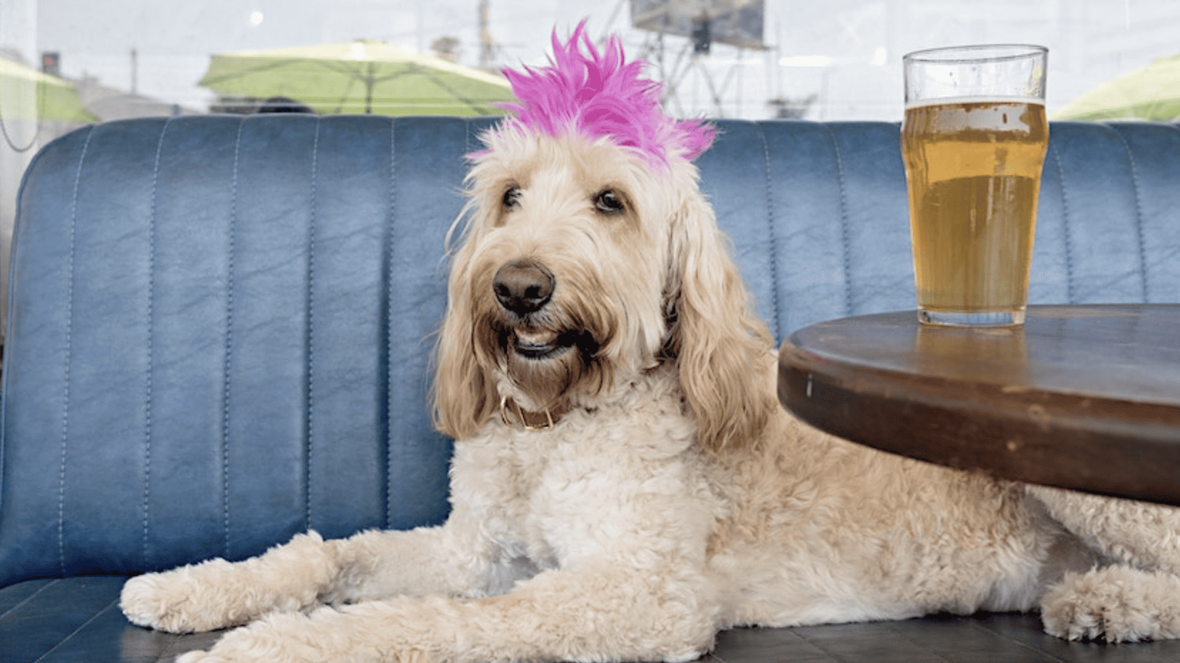A dog with a pink hat sitting at a table with a glass of beer.