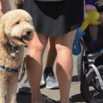 A brown doodle with a leash at the Lafayette Art & Wine Festival.