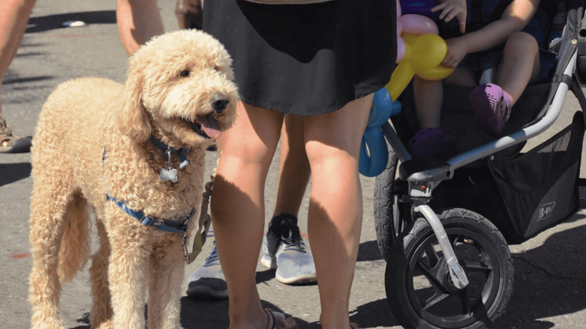 A brown doodle with a leash at the Lafayette Art & Wine Festival.