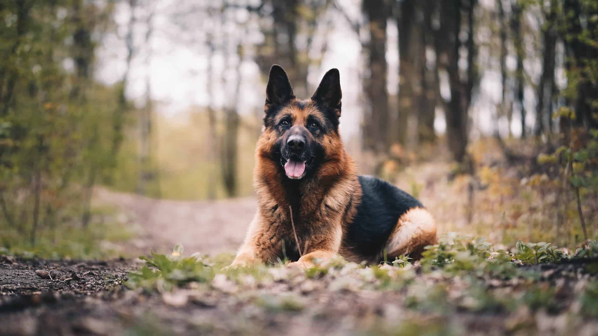 A german shepherd dog laying in the woods.