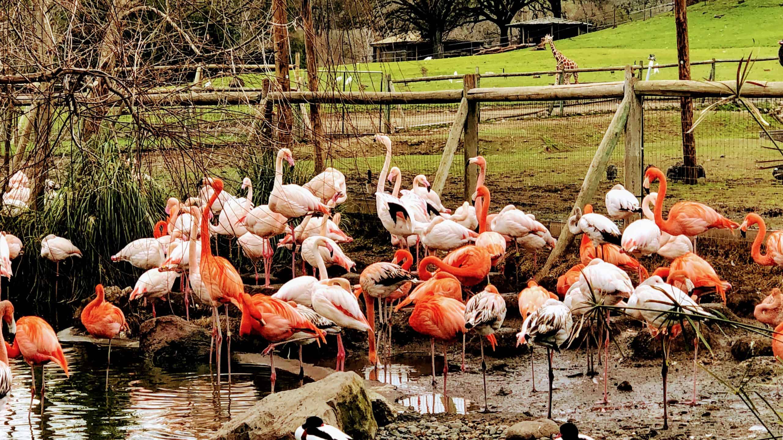 A group of flamingos standing near a pond at Safari West.