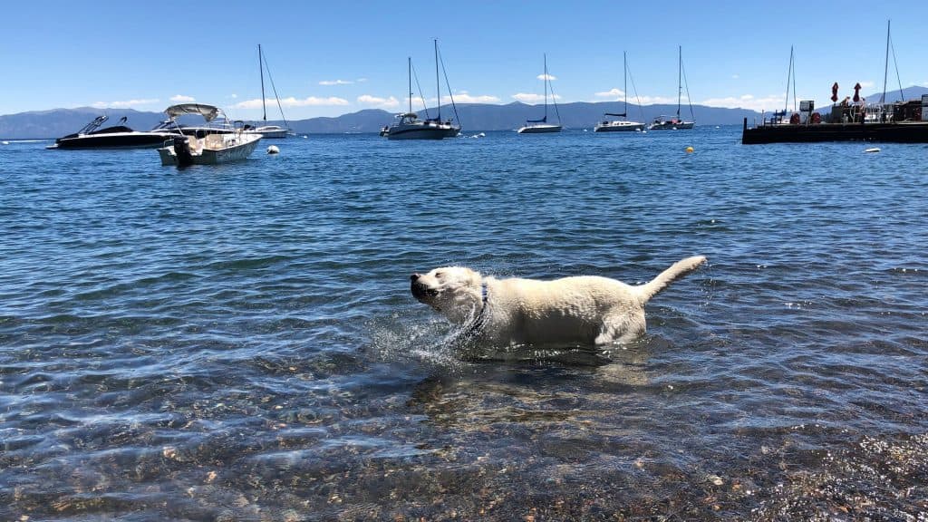 Yellow lab playing in the water at Lake Tahoe.