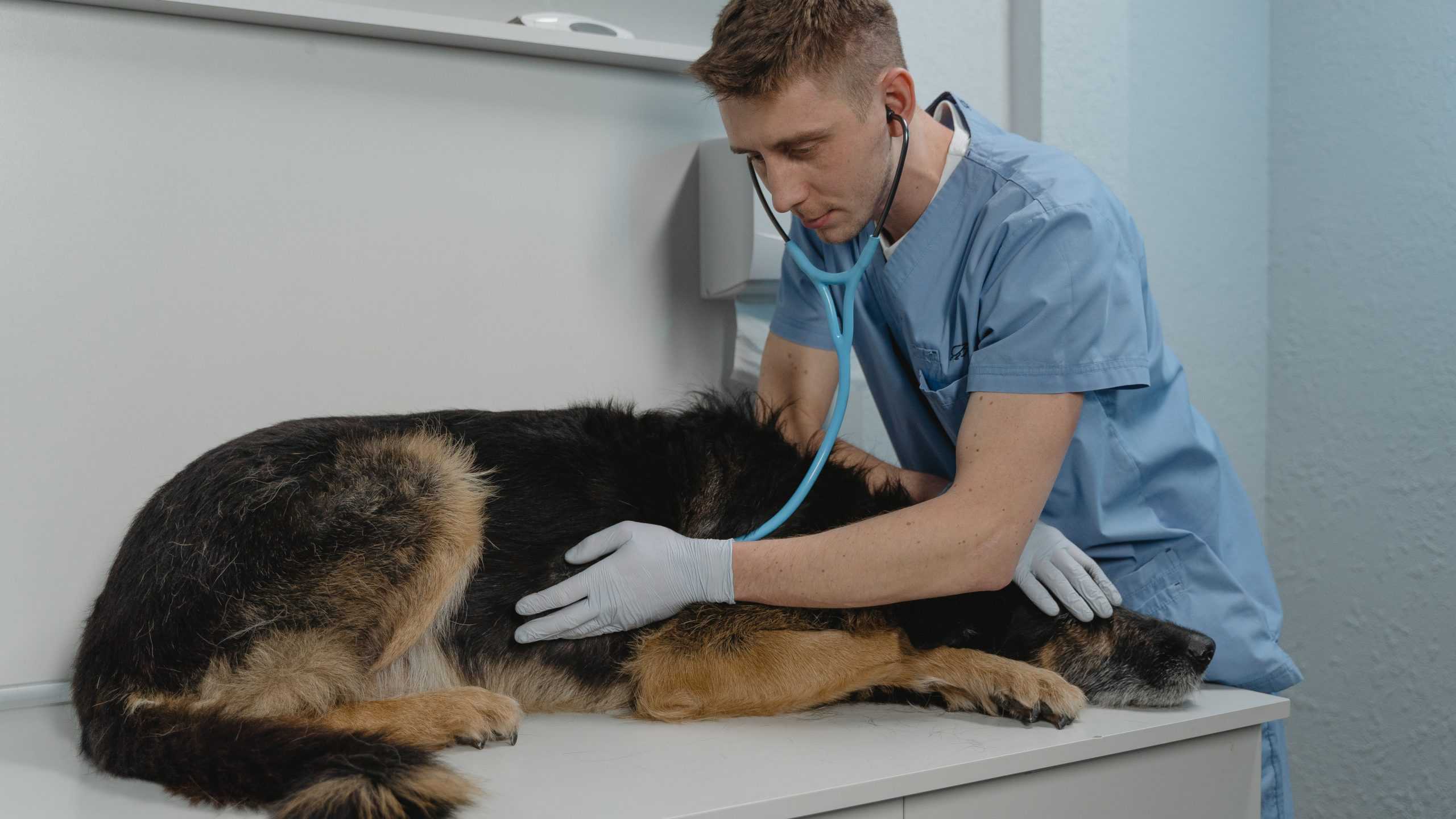 A vet examines a dog with a stethoscope.
