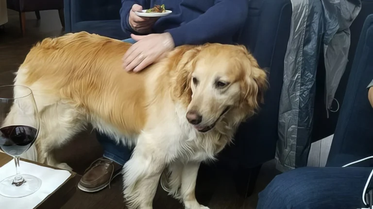 Brian Arden Winery, a dog-friendly restaurant in Calistoga, California