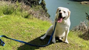 happy yellow lab on grass with water in the background