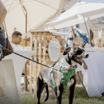 woman and dog outside on lawn with vendor booths