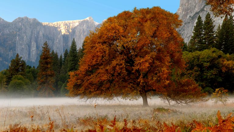 Fall in Yosemite: captivating color and wagging tails welcome
