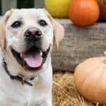 dog with pumpkin