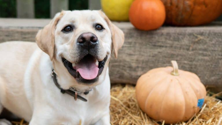 A vibrant dog park bathed in sunlight features abundant greenery with mature trees, offering ample shade for leisurely outdoor activities. In the distance is a well-equipped playground that presents an additional activity area. An inviting picnic table spreads out nearby, ideal for enjoying meals al fresco or taking relaxing breaks from play. A neatly-placed trash bin aids in maintaining the park's cleanliness for everyone's enjoyment. Dominating the scene is a generously wide dirt path gracefully curving through the expanse of grass, promising exploratory walks and lively fetch games.