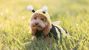 Parade for Paws: Costumes for a Lifesaving Cause