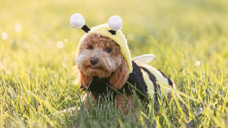 A vibrant dog park bathed in sunlight features abundant greenery with mature trees, offering ample shade for leisurely outdoor activities. In the distance is a well-equipped playground that presents an additional activity area. An inviting picnic table spreads out nearby, ideal for enjoying meals al fresco or taking relaxing breaks from play. A neatly-placed trash bin aids in maintaining the park's cleanliness for everyone's enjoyment. Dominating the scene is a generously wide dirt path gracefully curving through the expanse of grass, promising exploratory walks and lively fetch games.