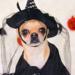 chihuahua in witch costume