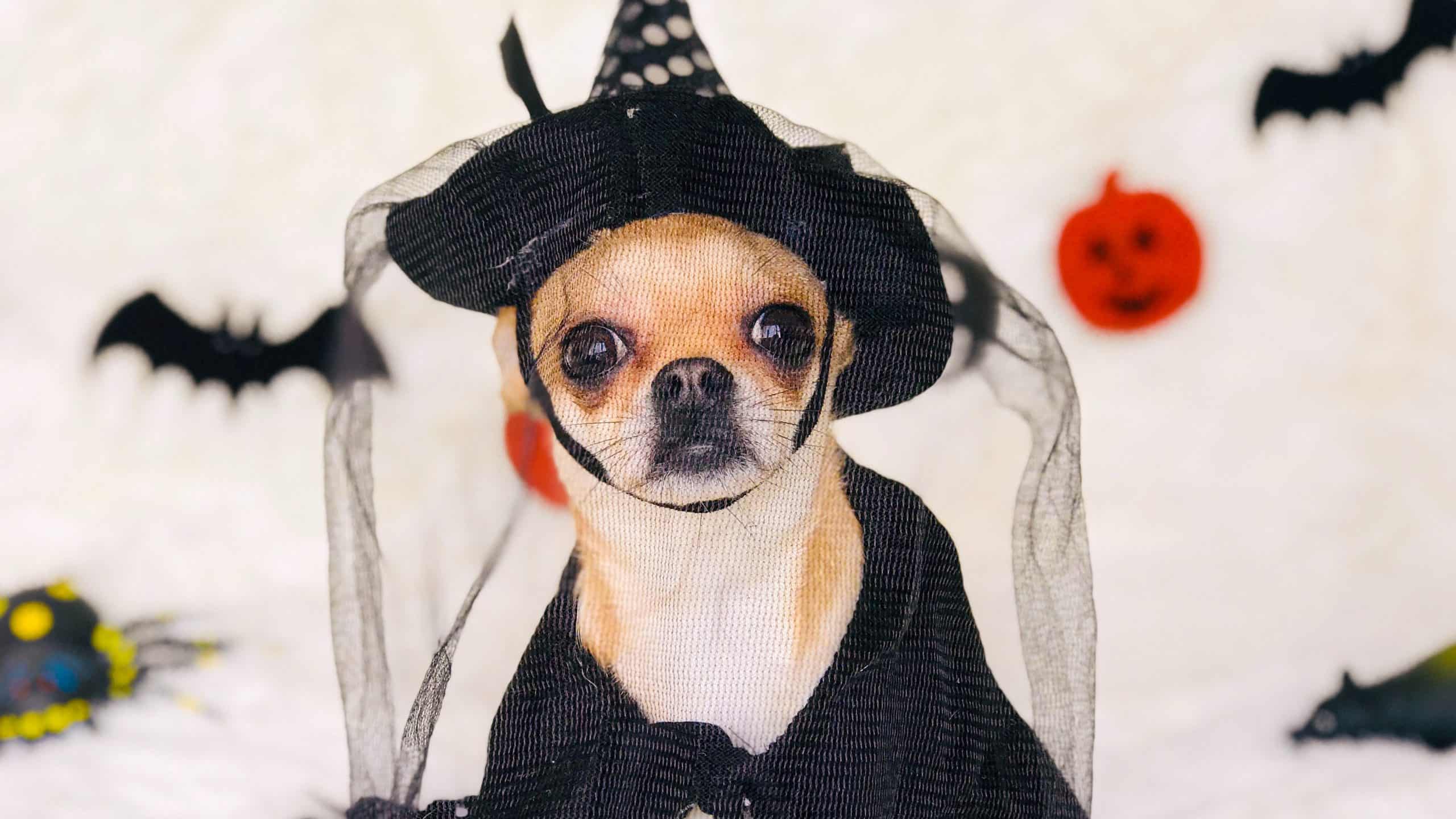 chihuahua in witch costume