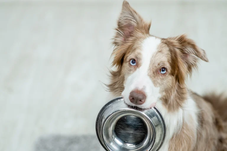 Cal Mart, a dog-friendly pet supply store in Calistoga, California