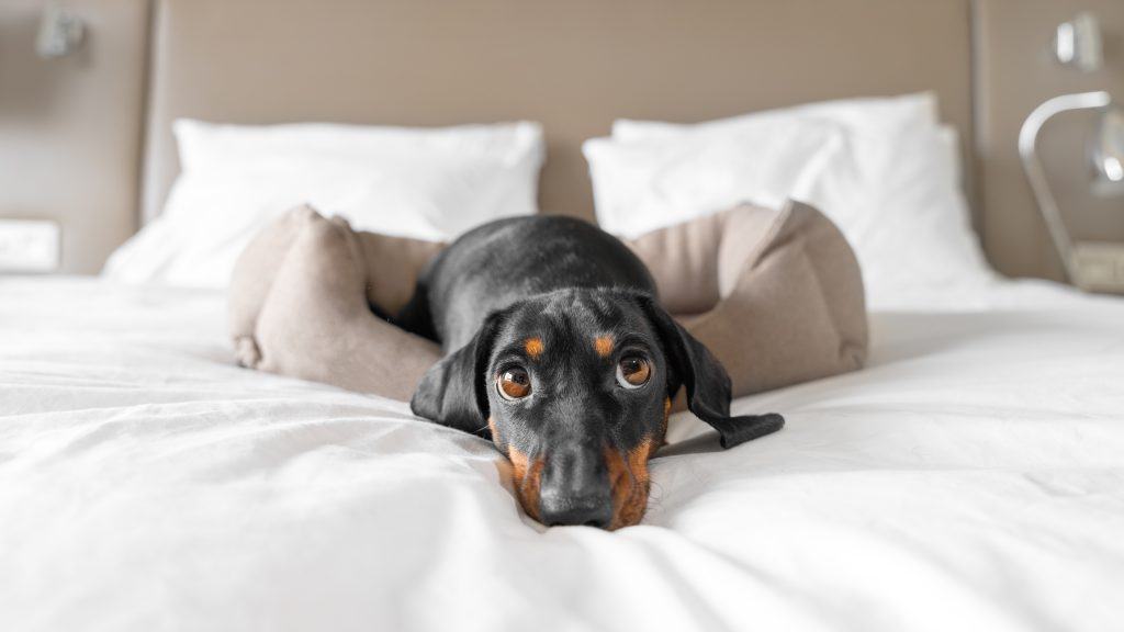 Cute dachshund pet lies in dog bed at dog-friendly hotel