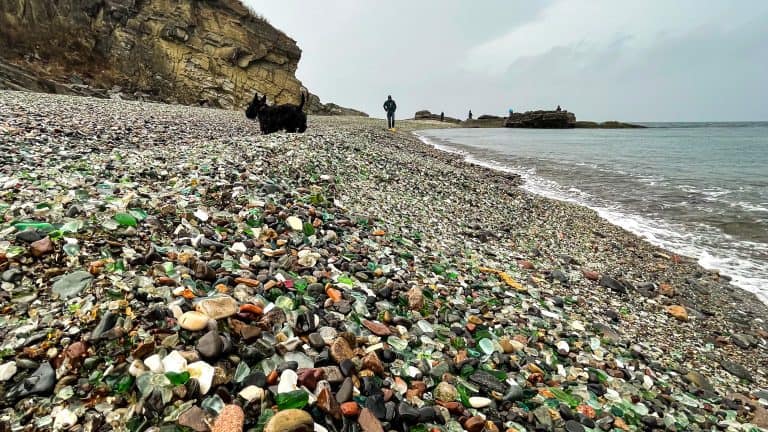 dog walking on the glass beach