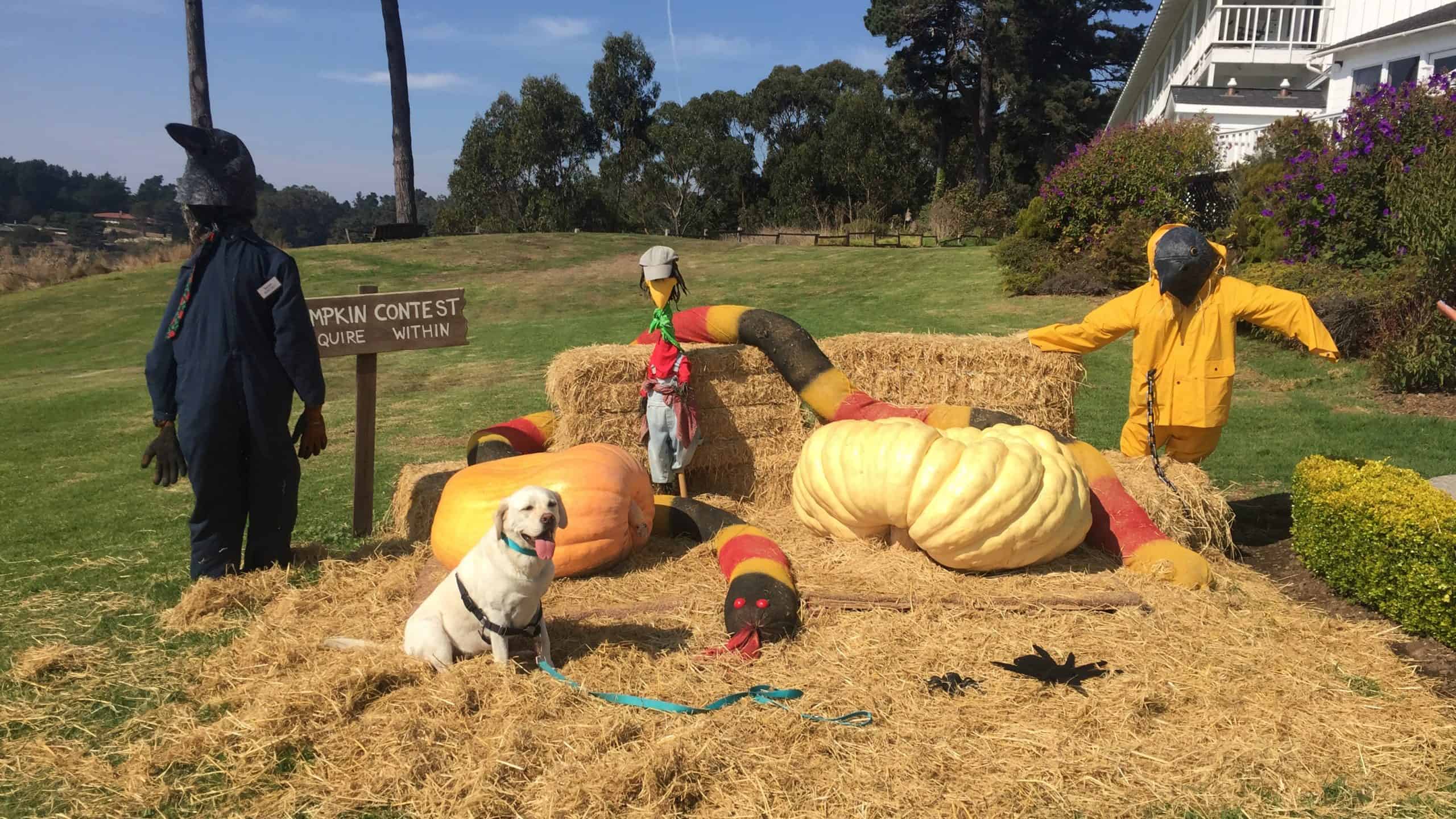 yellow lab with hay bales and pumpkins at Little River Inn