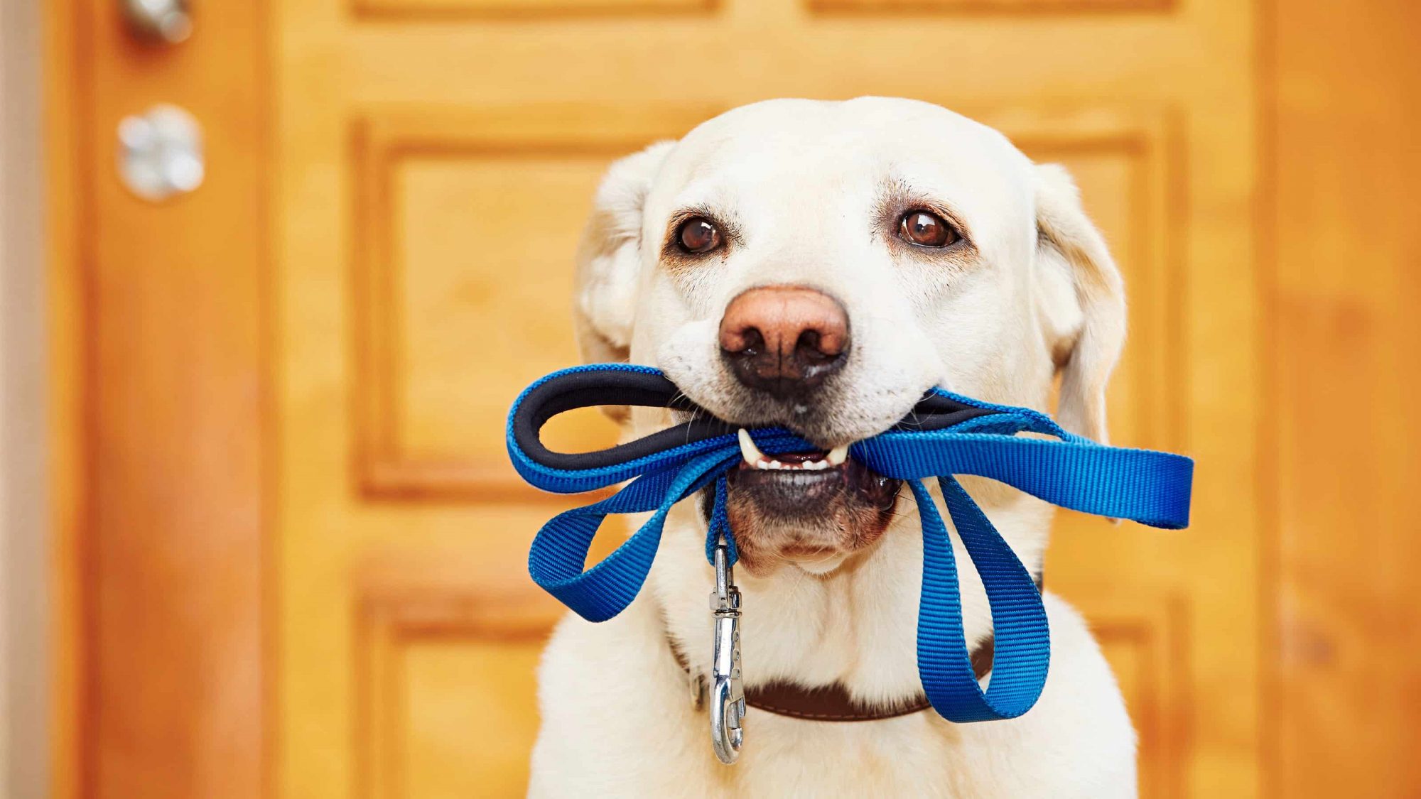 Labrador retriever with leash is waiting for walk.