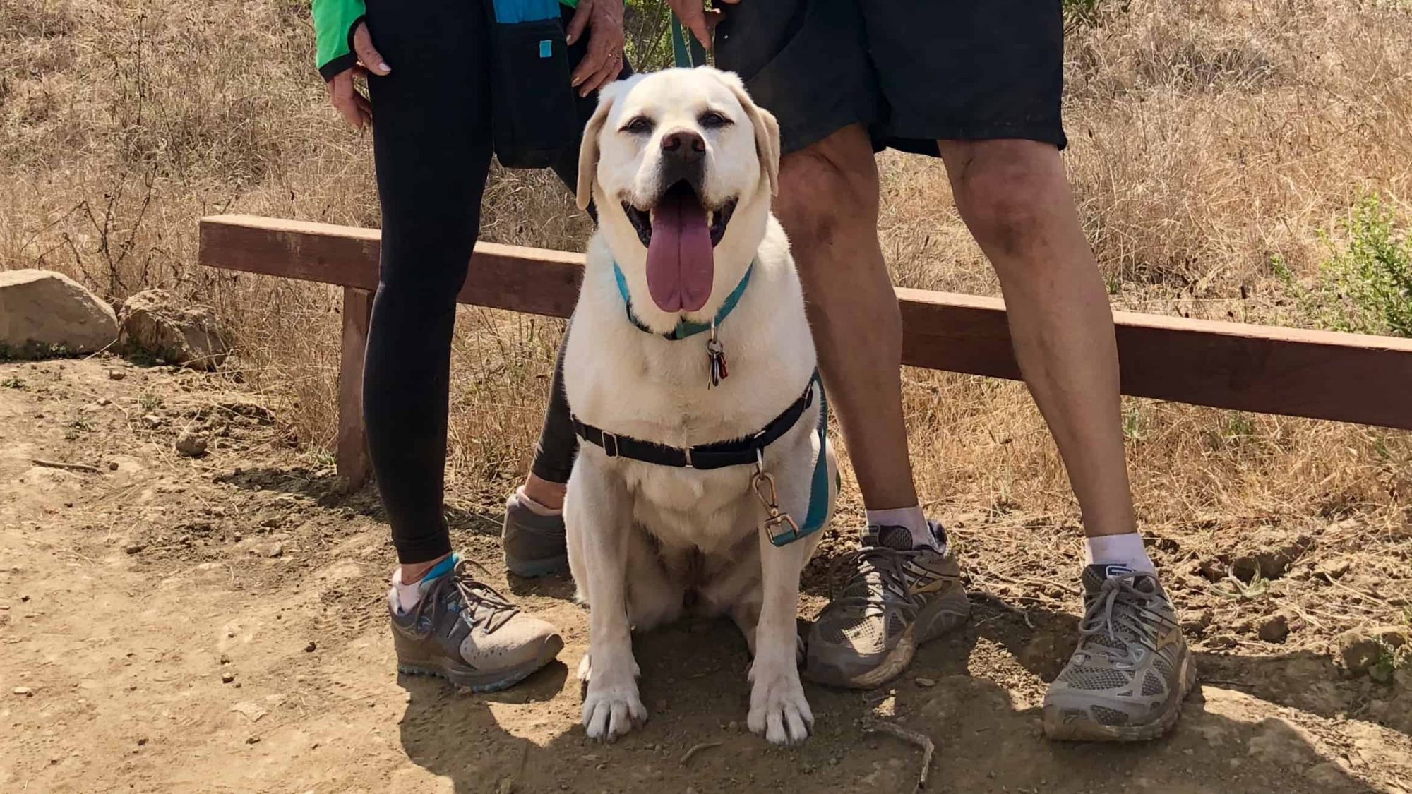 yellow lab panting