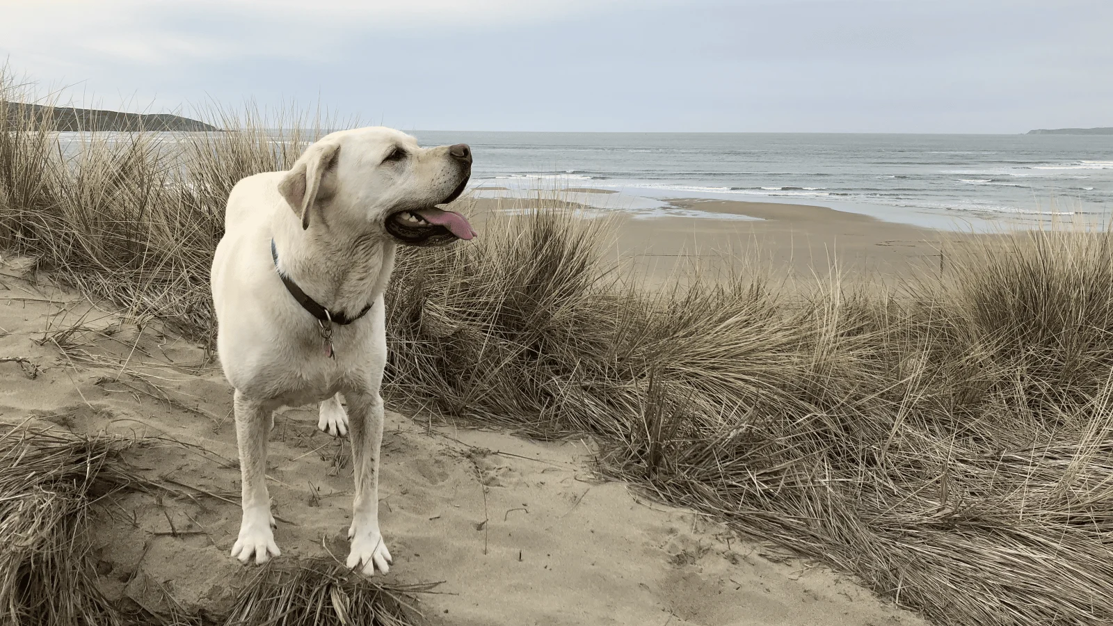 Maya at Dillion Beach. Photo by Dave Kendrick.