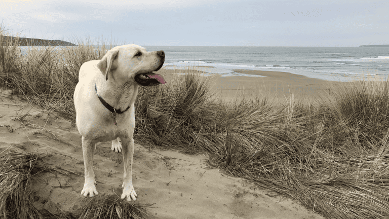 yellow lab in sand dunes with ocean in background