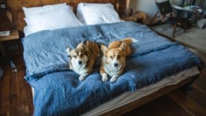 Two corgi dogs lying down in a big hotel bed