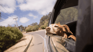 dog in car with head out window