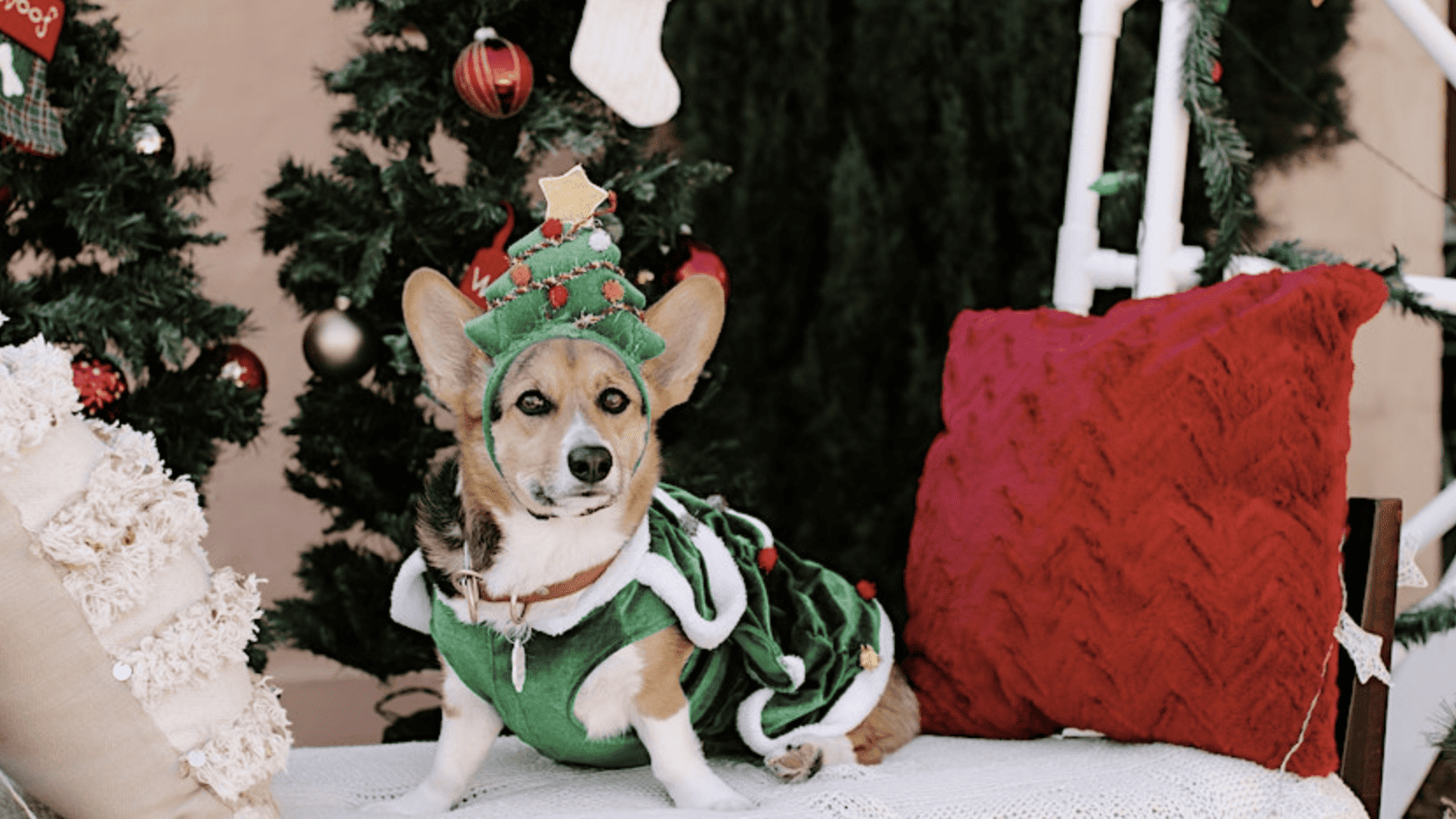 corgi wearing festive Christmas costume